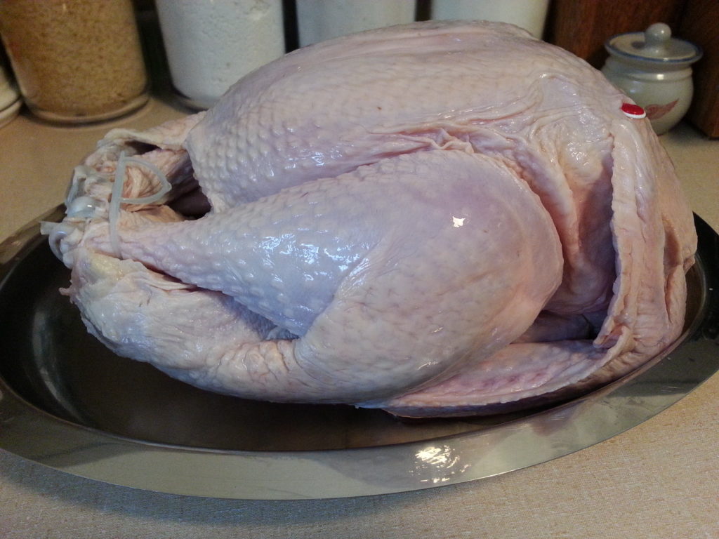 A beautiful turkey!